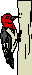 Woodpecker