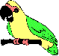 Parrot